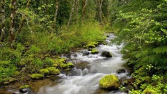 Oregon rivers forests National