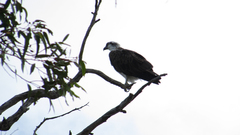 Osprey