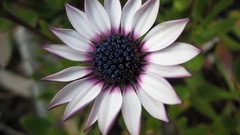 Osteospermum sunflower family flower
