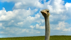 Ostrich bird