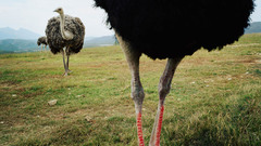 Ostrich bird