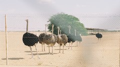 Ostrich Birds sand bird
