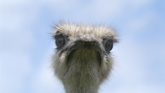 Ostrich head high bird