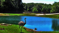 Ostrich zoo lakes ponds