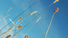 Other like walls This would Niva imrik