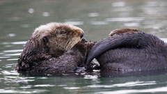 Otters