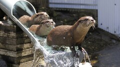 Otters Animals water liquid metal Mammals