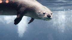 Otters underwater