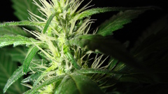 Out poster here all dsc actually 3rd