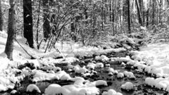 Outdoors grayscale monochrome winter