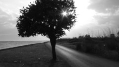 Outdoors Plants roads nature