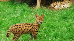 Outdoors serval Spotted Animals