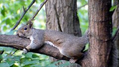 Outdoors squirrels nature Trees