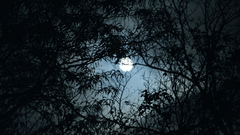 Outdoors Trees moon