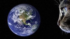 Outer space cats Earth