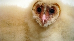 Owl baby bird
