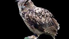 Owl bird