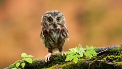 owl Birds branch moss Animals baby animals bokeh