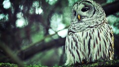 owl Birds branch moss Animals filter depth of field nature