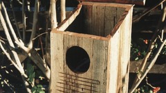 Owl box high bird