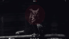 owl digital art Animals Birds dark numbers