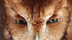 owl eyes Animals Birds national geographic