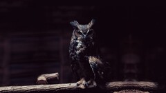 owl lights rest looking at viewer Wood photography Animals Birds