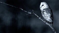 owl monochrome Birds branch Animals