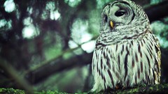 Owls forests Birds