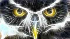 Owls fractilus