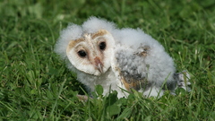 Owls owlet baby Birds