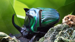 Oxysternon conspicillatum male high