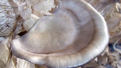 Oyster mushroom fungus mushrooms
