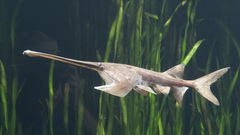 Paddlefish high