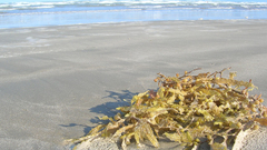 Padre Island seaweed