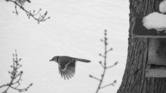 Pages photosalbums photoview aspx