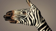 Paint zebras body painting