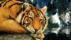 Paintings Animals Tigers science