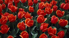 Paintings artistic Flowers Plants