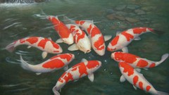 Paintings koi