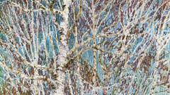 Paintings Trees artwork nature