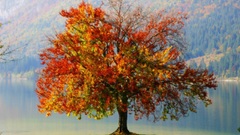 Paintings Trees autumn