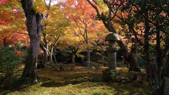 Paintings Trees realistic