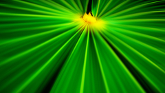 Palm frond Green Plant