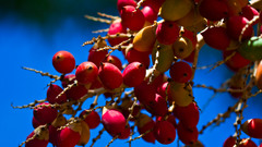 Palm fruits high Food