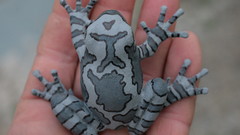 Palm gray hands Frogs