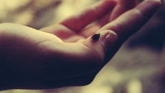 Palm hands ladybirds