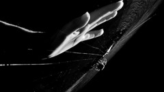 Palm hands monochrome