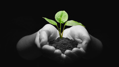 Palm hands Plants selective