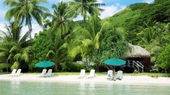 Palm nature summer Seaside palm trees Beaches